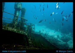 The Sea Star wreck near Gran Bahamas island. by Margo Cavis 